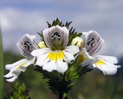 Euphrasia Officinalis