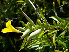 Gelsemium Sempervirens