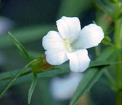 Gratiola Officinalis