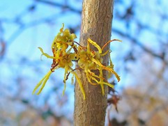 Hamamelis Virginiana