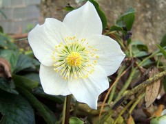 Helleborus Niger