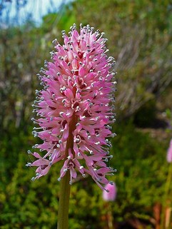 Helonias Dioica