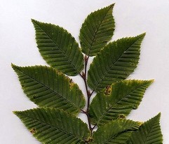 Hornbeam