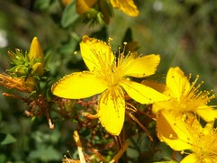 Hypericum Perforatum