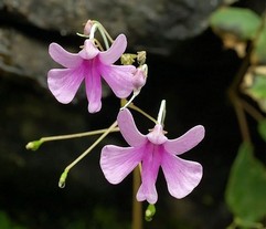 Impatiens