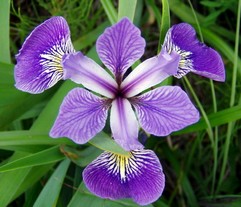 Iris versicolor