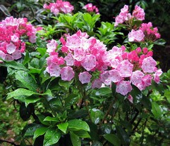 Kalmia Latifolia