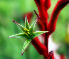 Lachnanthes Tinctoria