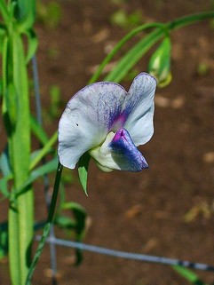 Lathyrus Sativus