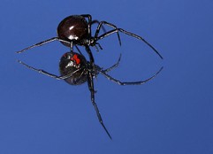 Latrodectus Mactans