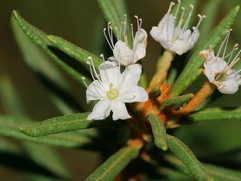 Ledum Palustre