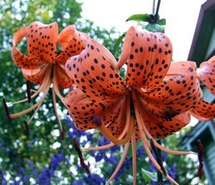 Lilium Tigrinum