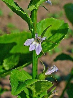 Lobelia Inflata