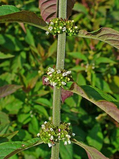 Lycopus Virginicus