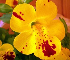 Mimulus