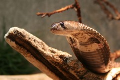Naja Tripudians