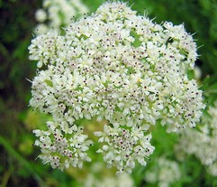 Oenanthe Crocata