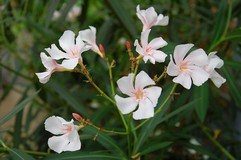 Oleander