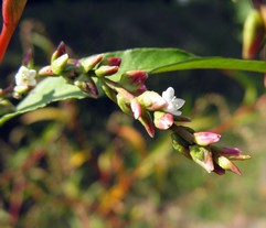 Bitterpilört