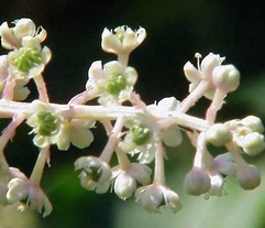 Phytolacca Decandra