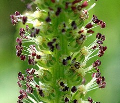 Plantago Major