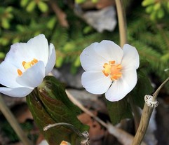 Podophyllum Peltatum