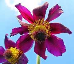 Pulsatilla