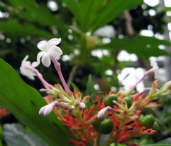 Rauwolfia Serpentina