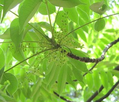 Rhus Toxicodendron