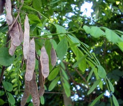 Robinia Pseudacacia