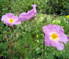 Rock rose