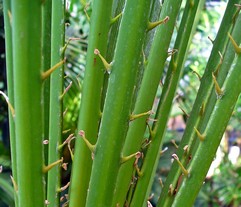 Sabal Serrulata