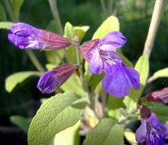 Kryddsalvia