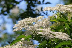 Sambucus Nigra