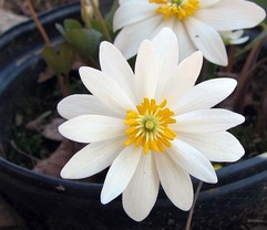 Sanguinaria Canadensis