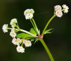 Sårläka