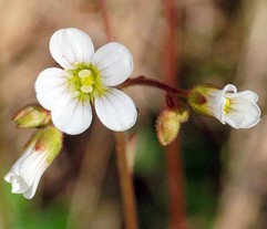 Mandelblomma