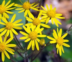 Senecio Aureus