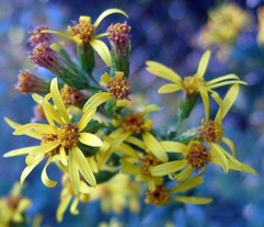 Solidago Virga Aurea