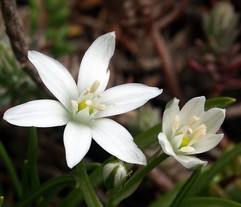 Star of Bethlehem