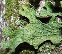 Sticta Pulmonaria