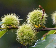 Sweet chestnut