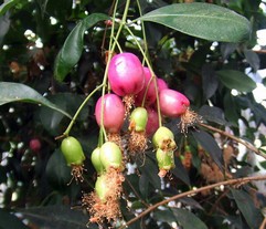 Syzygium