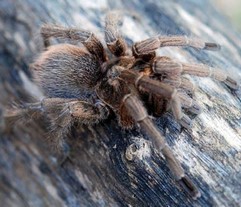 Tarantula Cubensis