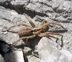 Tarantula Hispanica