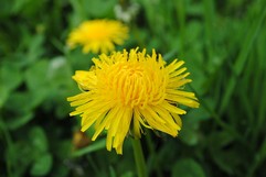 Taraxacum