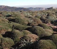 Teucrium Marum Verum