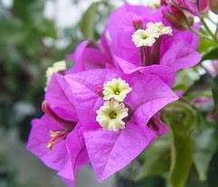 Trillium Pendulum