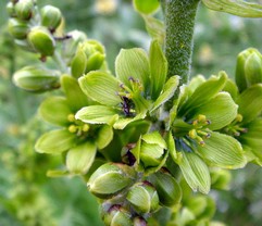 Veratrum Album