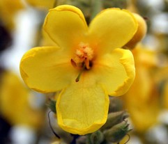 Verbascum Thapsiforme